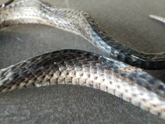 Atractus