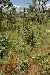 Dyckia brasiliana