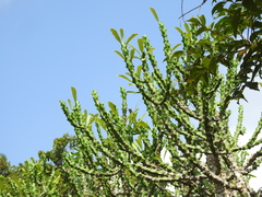 Euphorbia neriifolia