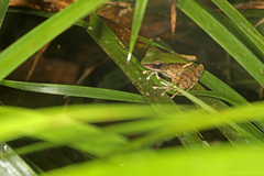 Odorrana chloronota