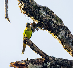 Eupsittula pertinax