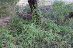 Funastrum