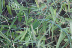 Funastrum