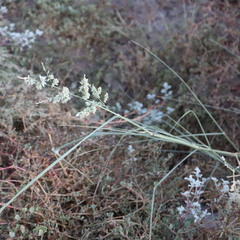 Eragrostis echinochloidea