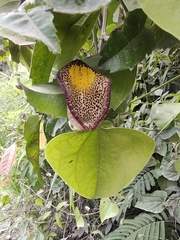 Aristolochia triangularis
