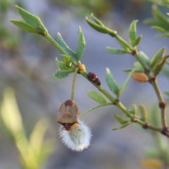 Dendrocoris contaminatus
