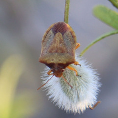Dendrocoris contaminatus