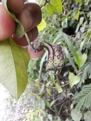 Aristolochia triangularis
