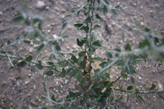 Sarcomphalus obtusifolius