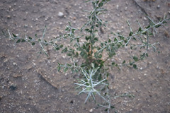 Sarcomphalus obtusifolius