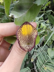 Aristolochia triangularis