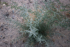 Sarcomphalus obtusifolius