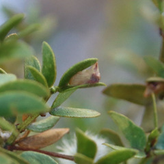Membracidae