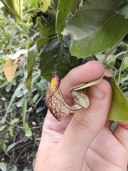 Aristolochia triangularis