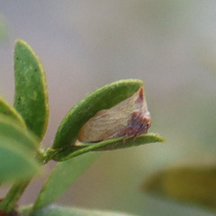 Membracidae