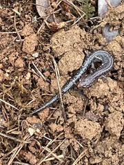 Plethodon ventralis