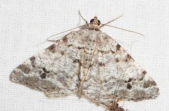 Macaria pinistrobata