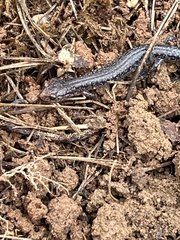 Plethodon ventralis