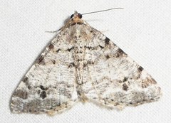 Macaria pinistrobata