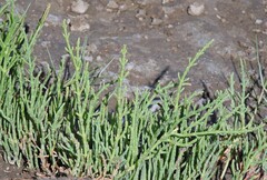 Salicornia perennis