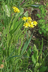 Senecio integerrimus exaltatus