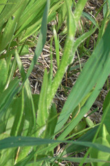 Senecio integerrimus exaltatus