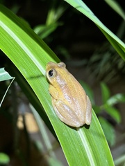 Afrixalus fornasini
