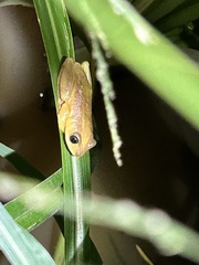 Afrixalus fornasini