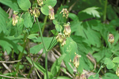Thalictrum fendleri fendleri