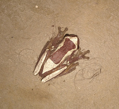 Dendropsophus elegans