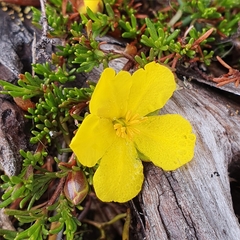 Hibbertia procumbens