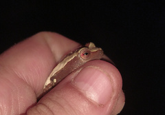 Dendropsophus elegans