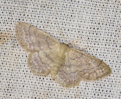 Idaea obsoletaria