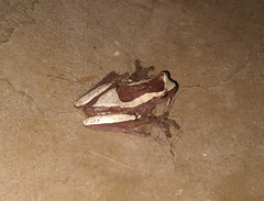 Dendropsophus elegans