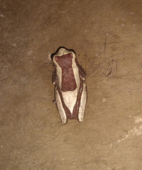 Dendropsophus elegans