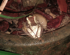 Dendropsophus elegans