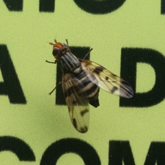 Otites porcus