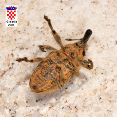 Larinus carinirostris