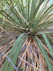 Dasylirion leiophyllum