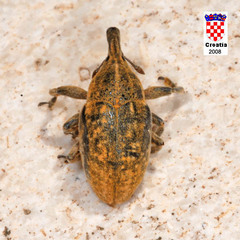 Larinus carinirostris