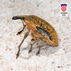 Larinus carinirostris