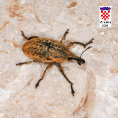 Larinus carinirostris