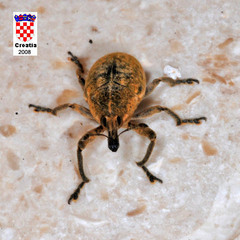 Larinus carinirostris