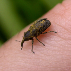 Larinus carlinae
