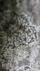 Arthonia radiata