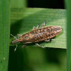 Lixus subtilis