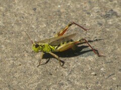 Melanoplus borealis
