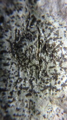 Arthonia radiata