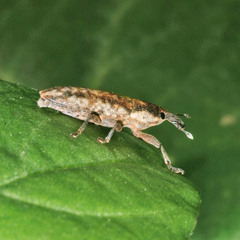 Lixus subtilis