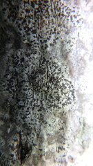 Arthonia radiata